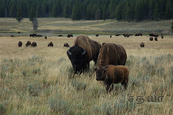 Animal - Bison family at Hayden Valley