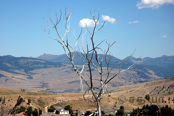Lone Tree @ Maommoth Terraces