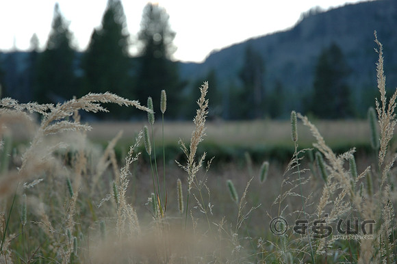 Scenery - Grass