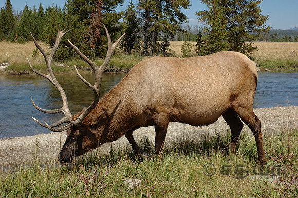 Animal - Elk