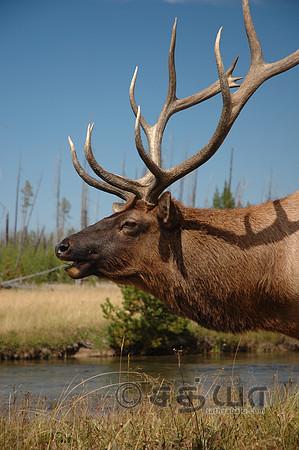 Animal - Elk