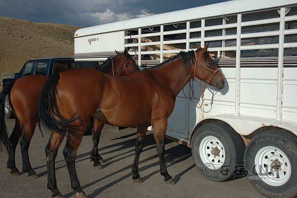 Animals - Horses @ lamer valley