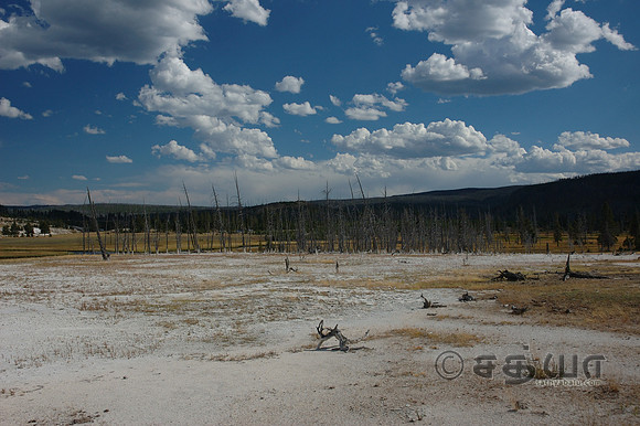 Scenery - Dried Pine Trees
