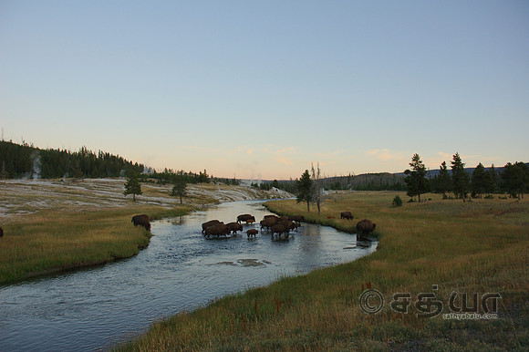 Animals - Bisons crossing the Firehole River