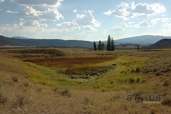 Scenery - Bison at a distance in Slough Creek