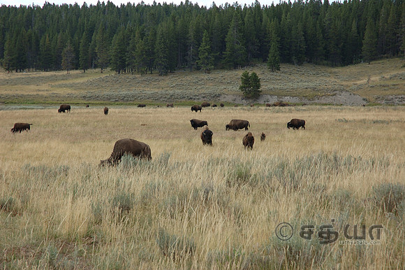 Animals - Bisons in Hayden Valley