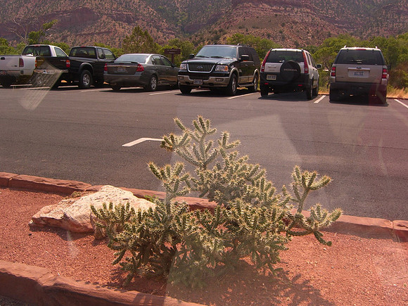 Zion - Lone Wild plant