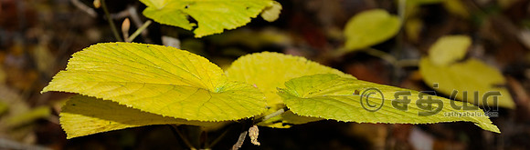 _DSC2643