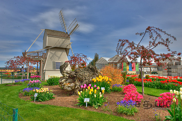_DSC4237_8_6_5_4.jpg