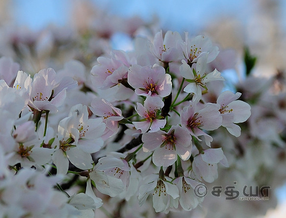 _DSC2735cr.jpg