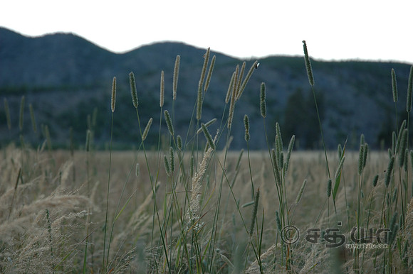 Scenery - Grass