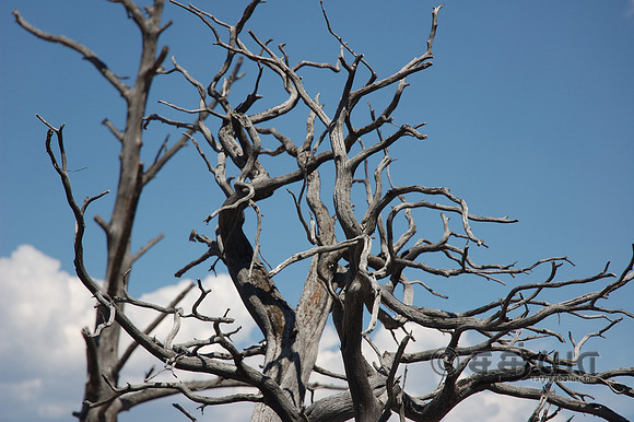 Scenery - Trees @ Mammoth