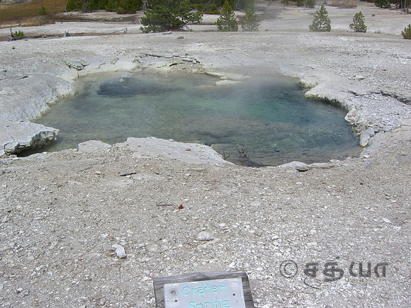 Crater Spring @ Norris Geyser Basin