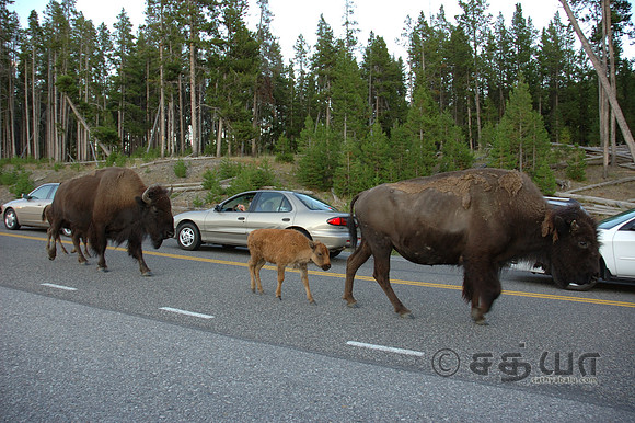 Animals - Bison Family crossing the road