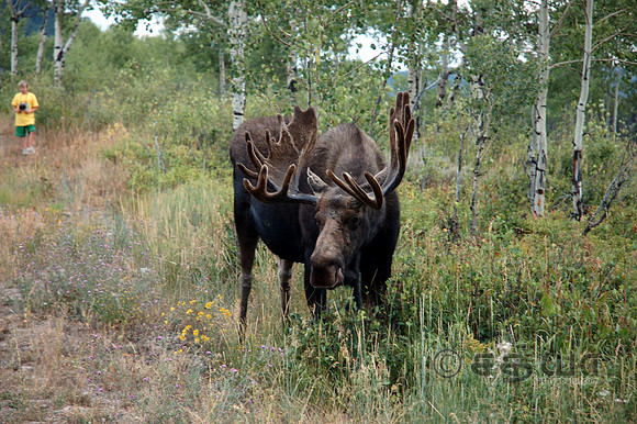 Animals - Bull Moose