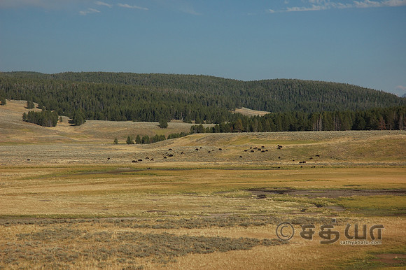 Scenery - Landscape @ Hayden Valley with Bisons grazing at the distance
