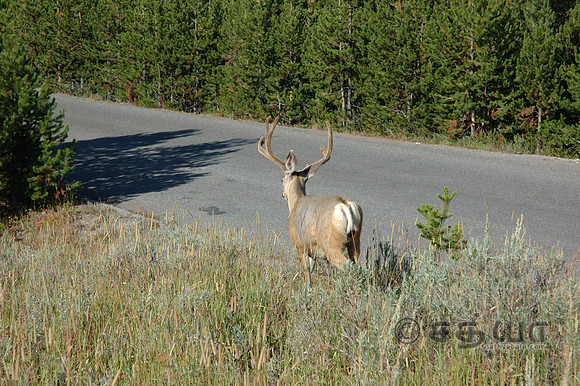 Animal - Mule Deer