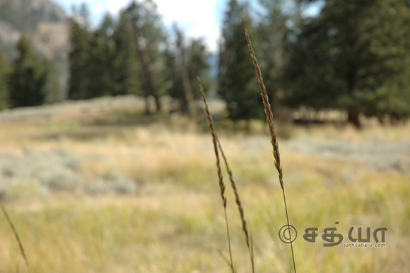 Scenery - Grass close up