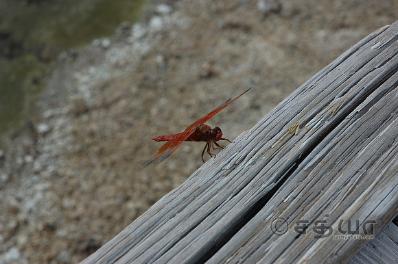 Animal - Dragon Fly