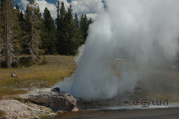 Riverside Geyser @ Upper Geyser Basin