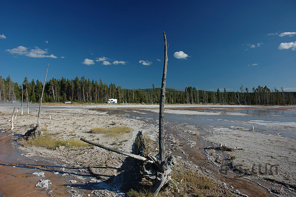 Lodge Pole Pines @ Fountain Paint Pot