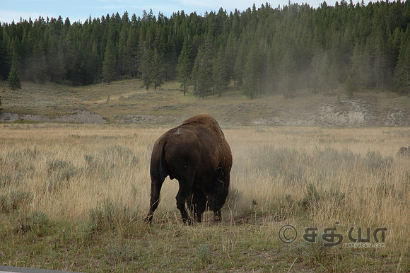 Animals - Energetic Bison