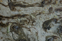 Others - Algae/Microorganisms @ Geysers