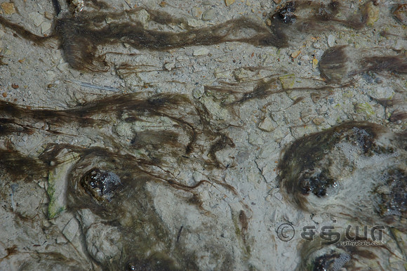 Others - Algae/Microorganisms @ Geysers
