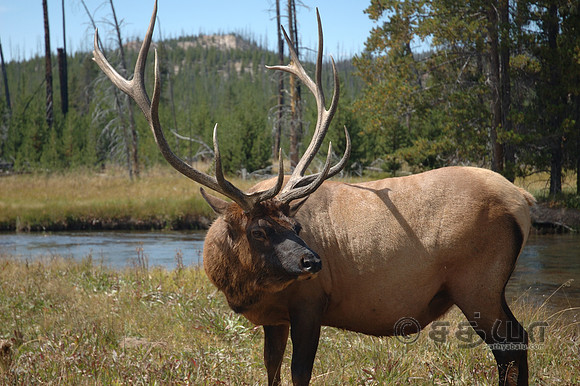 Animal - Elk
