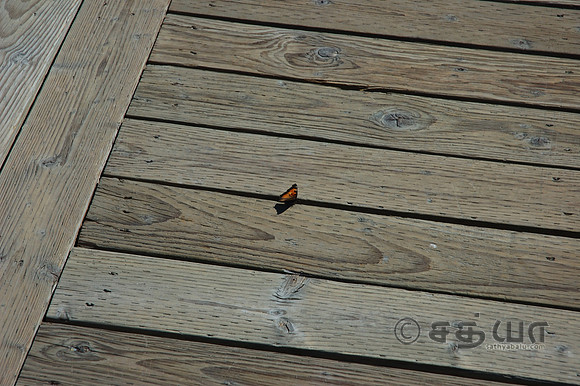 Animal - Butterfly