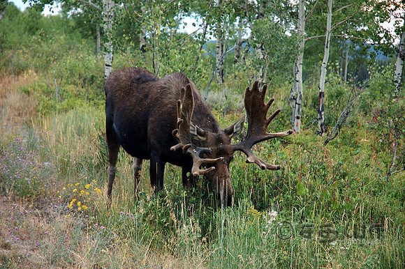Animals - Bulll Moose