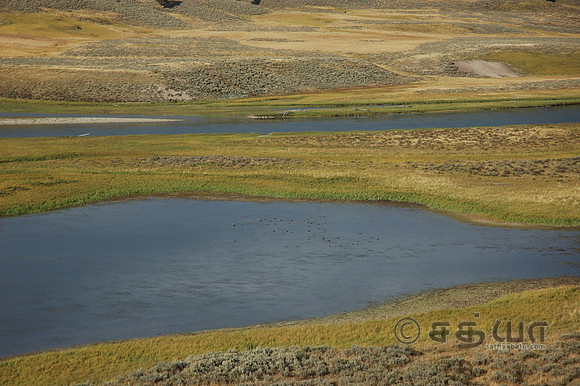 Scenery - Birds in Yellowstone River @ Hayden Valley