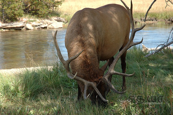 Animal - Elk