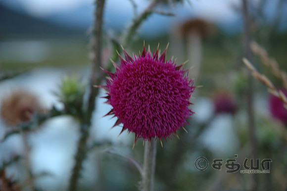 Flowers - Unknown