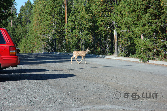 Animal - Mule Deer