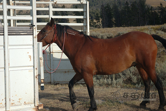 Animals - Horse getting into the vehicle