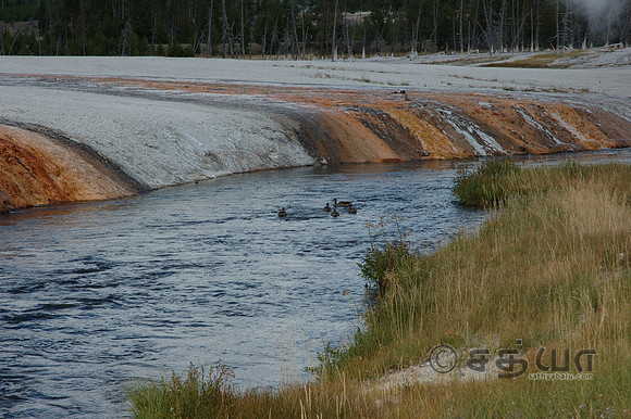 Birds - Ducks at the Firehole River