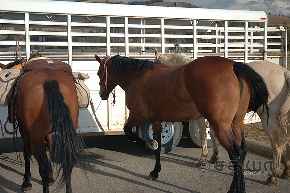 Animals - Horses