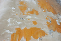 Others - Colorful Bacteria