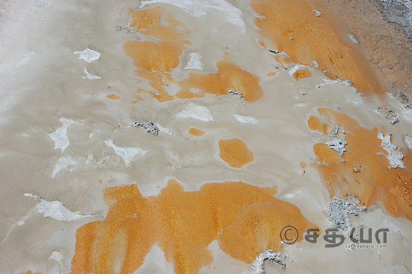 Others - Colorful Bacteria