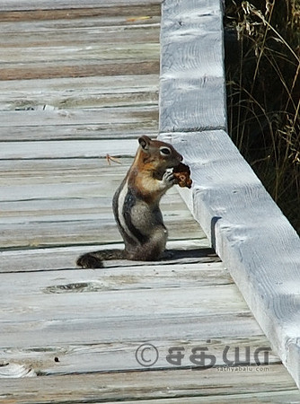 Animal - Squirrel