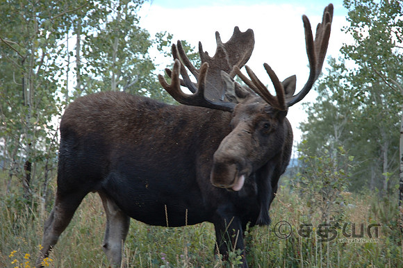 Animals - Bull Moose