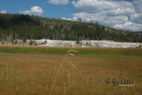 Scenery - Old Faithful Area