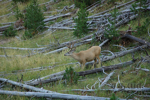Animals - Deer