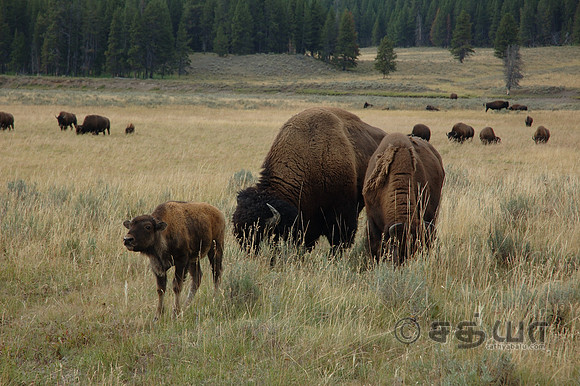 Animals - Bison Family at Hayden Valley