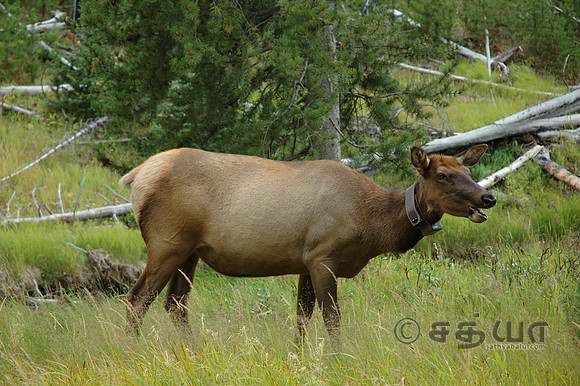 Animal - Cow Moose