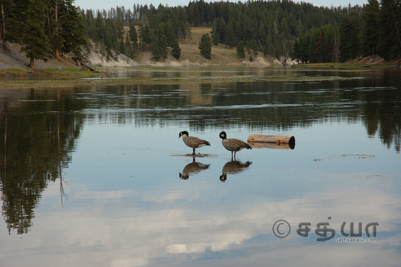 Birds - Swans