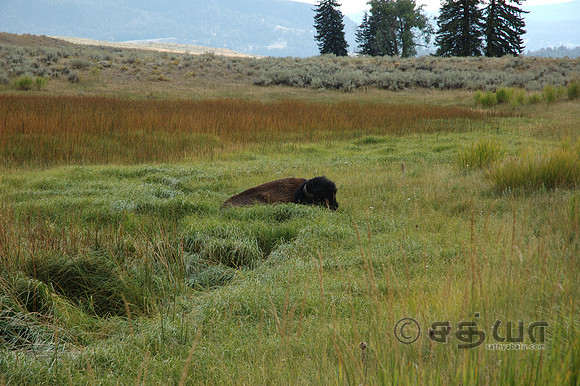 Animals - Bison at rest @ Slough Creek - Lamer Valley