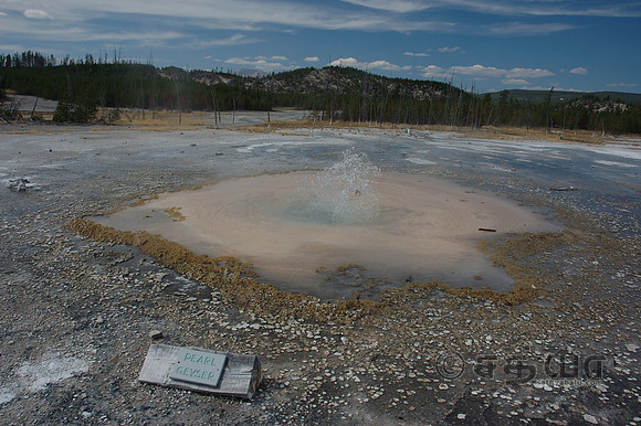 Pearl Geyser @ Norris Geyser Basin
