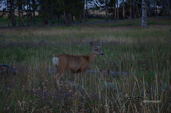 Animals - Deer